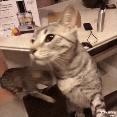 Silly Cats Discussing Politics and War