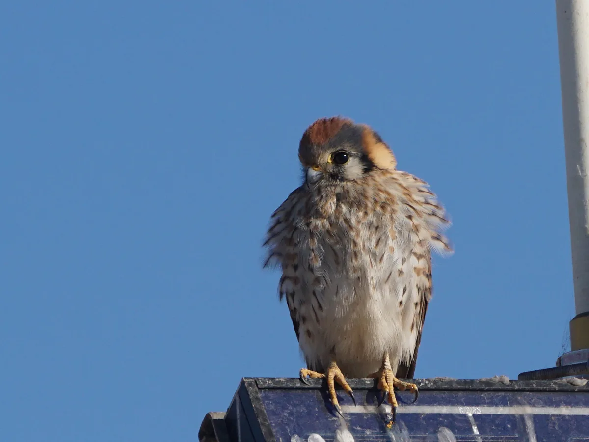 A small bird of prey, likely a kestrel, perches atop a solar panel against a clear blue sky, its feathers puffed up and head…
