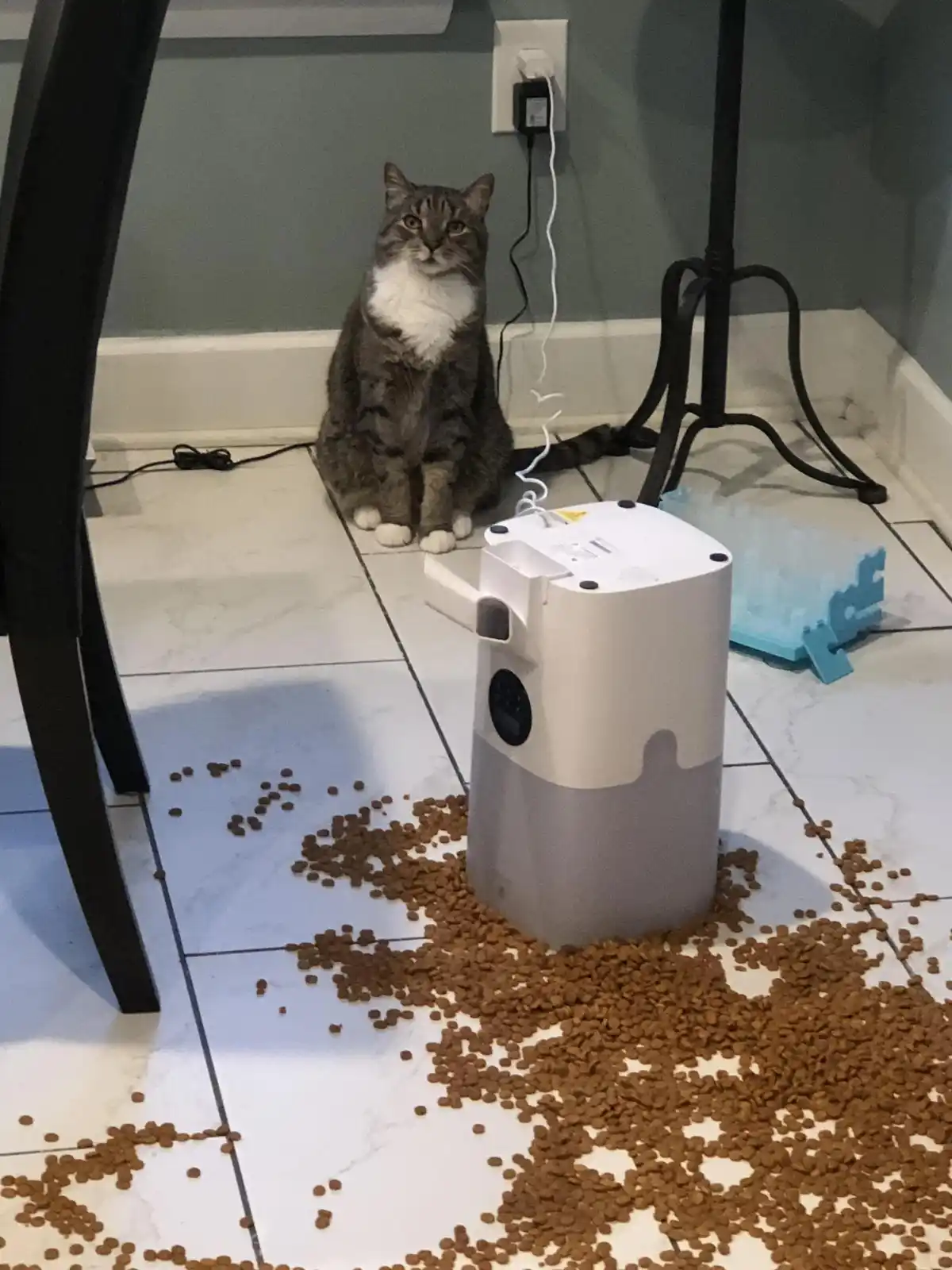 A tabby cat with a white chest sits upright on a tiled floor, looking directly at the camera with a neutral expression…