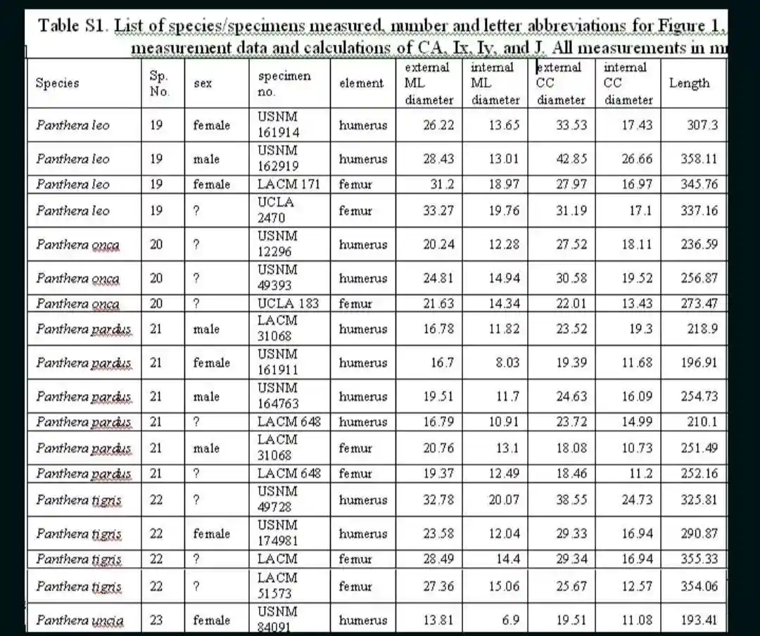 A scientific table listing measurements of big cat specimens, including Panthera leo, Panthera onca, Panthera pardus…