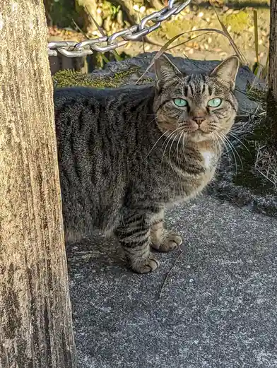 Adorable Kitty Encounter: A Feline Friend Found in Japan