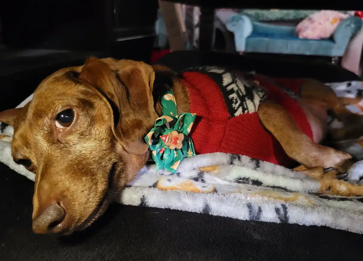 Meet my adorable pup, Tiger Lilly, in this snapshot #730
