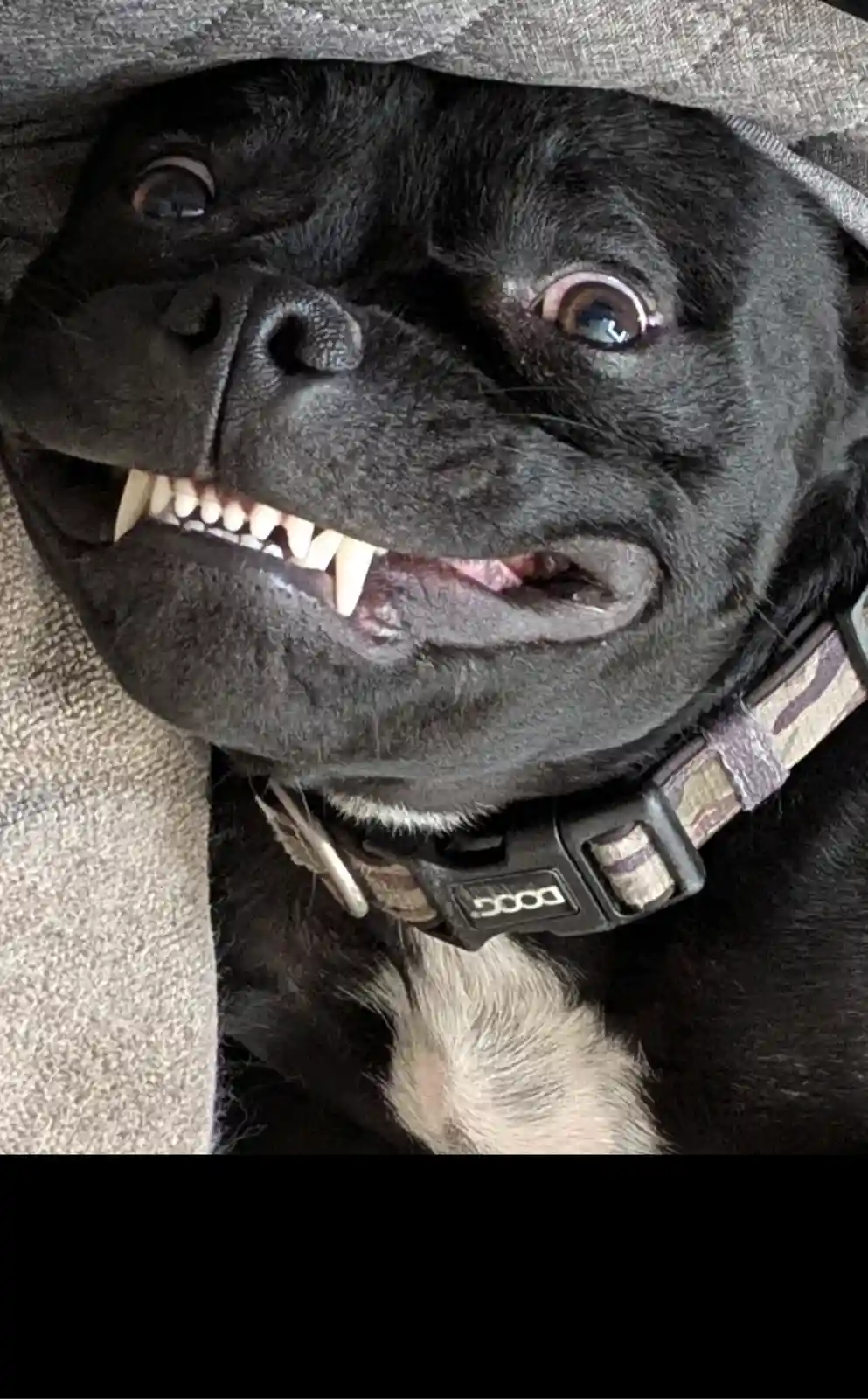 A close-up of a black dog with wide, startled eyes and its mouth open, showing teeth, while partially covered by a gray…