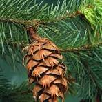 Behold the Mighty Douglas Fir: Nature's Wonder