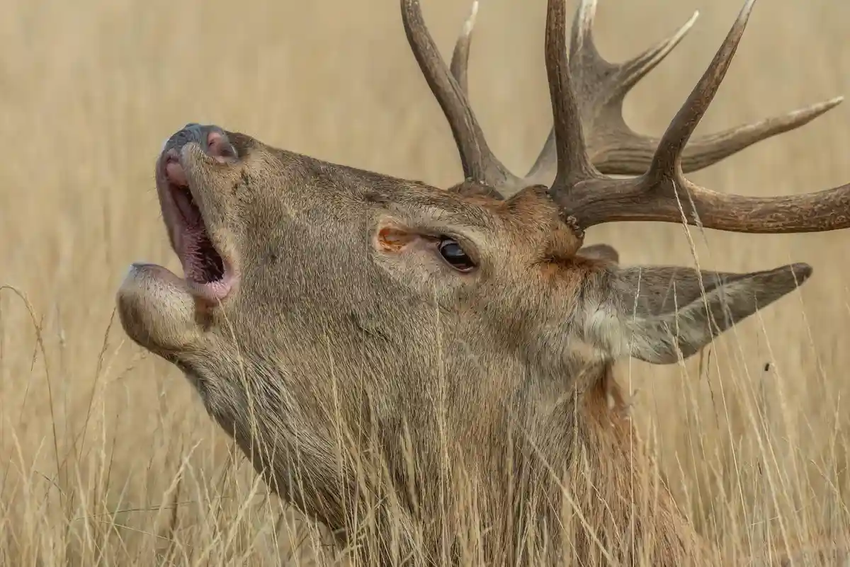 A close-up photograph of a male red deer with large antlers, standing in tall dry grass, its mouth wide open as if roaring…