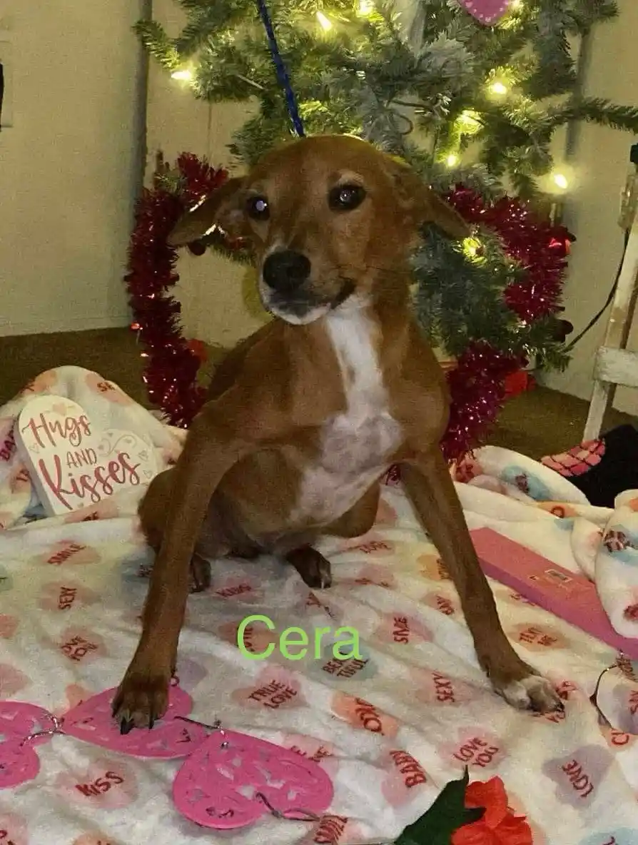 A brown and white dog named Cera sits on a Valentine's Day themed blanket with hearts and words like 'love' and 'kiss'…