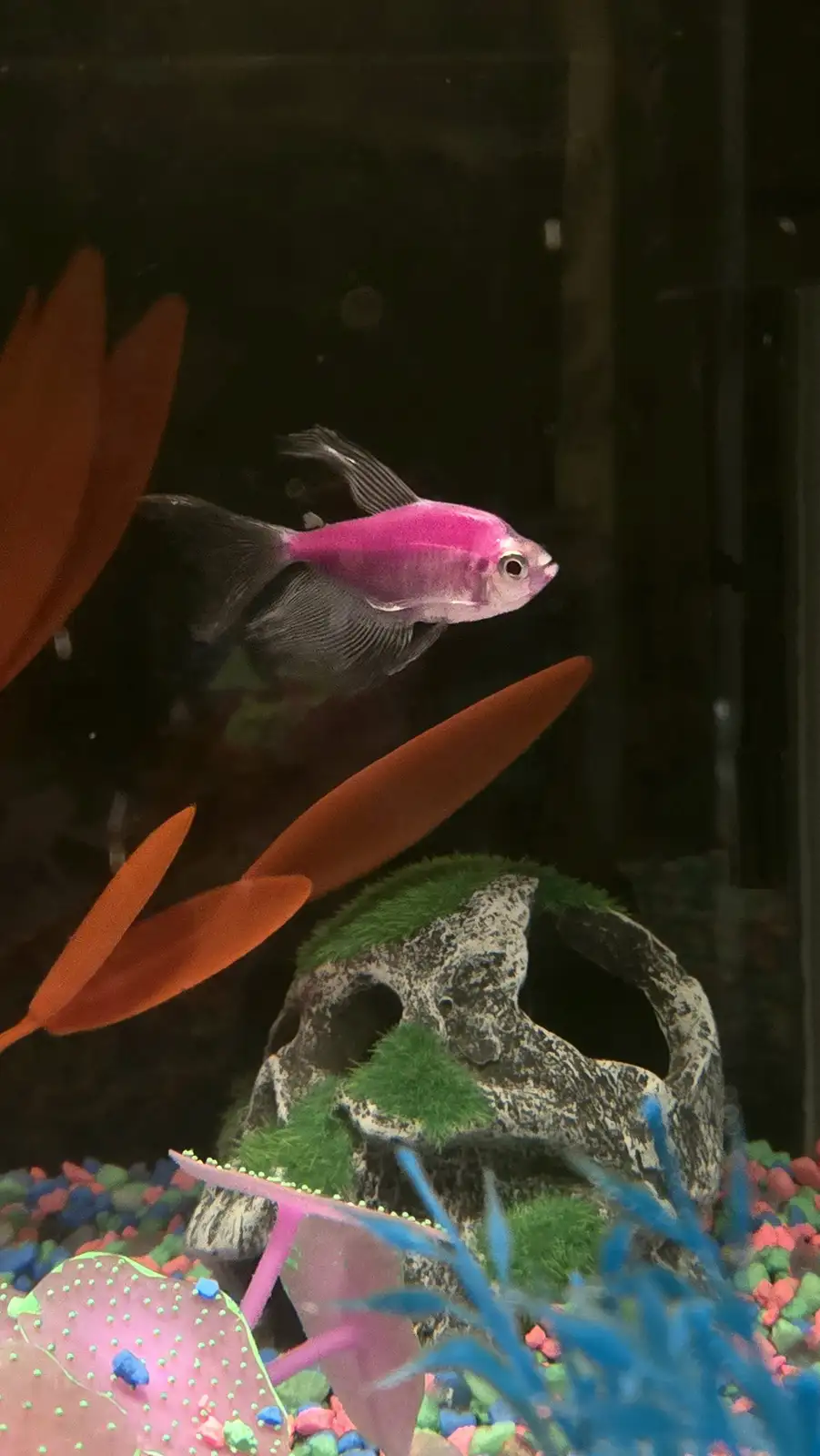 A vibrant pink and black fish swims in an aquarium with orange artificial plants and a skull-shaped rock covered in green…