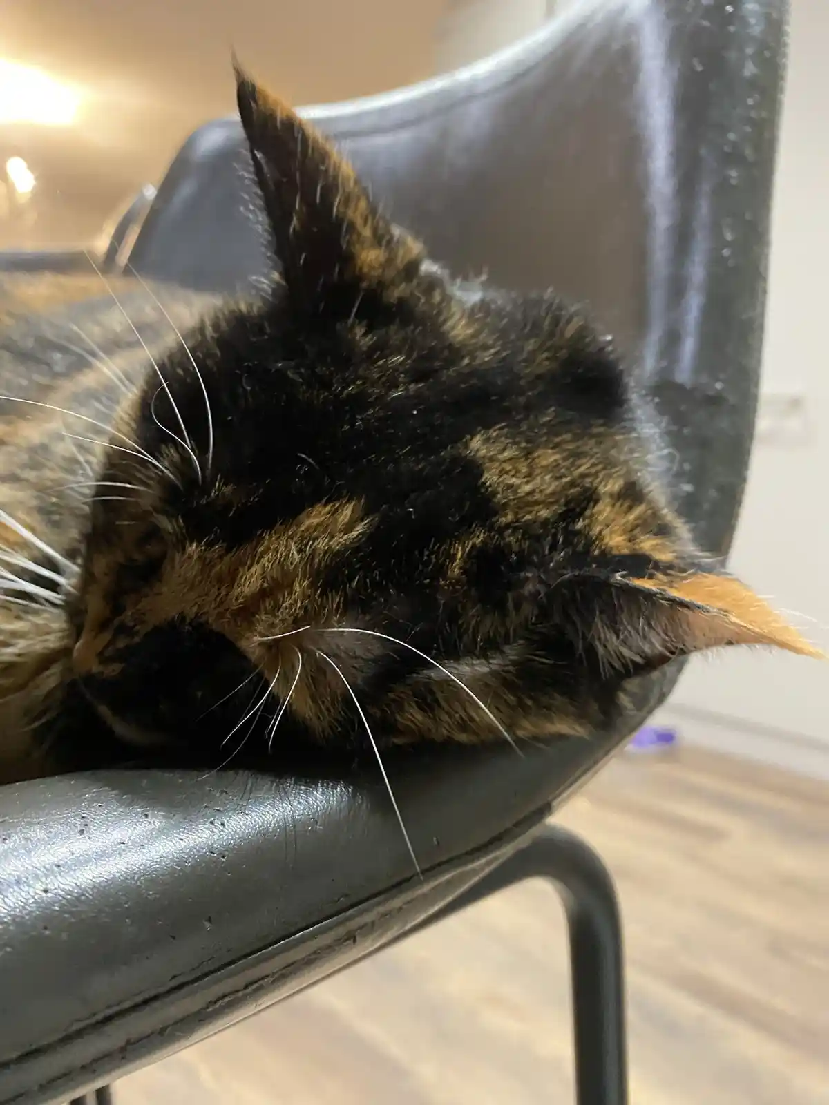 A close-up photo of a tortoiseshell cat sleeping on a black leather chair, its head resting on the seat with one ear flopped…