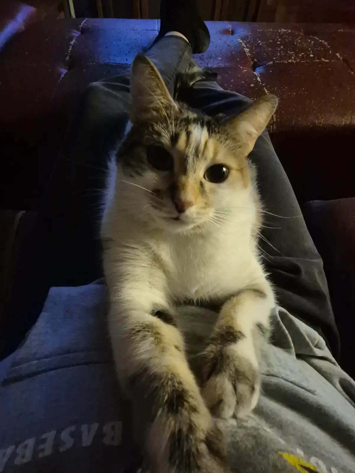 A calico cat with white, orange, and brown fur sits on a person's lap, looking directly at the camera with one eye slightly…
