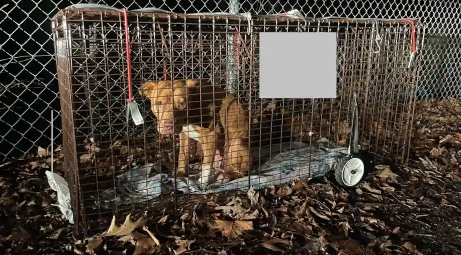 A brown dog with white paws sits inside a rusty metal animal trap on a bed of fallen leaves, looking directly at the camera…