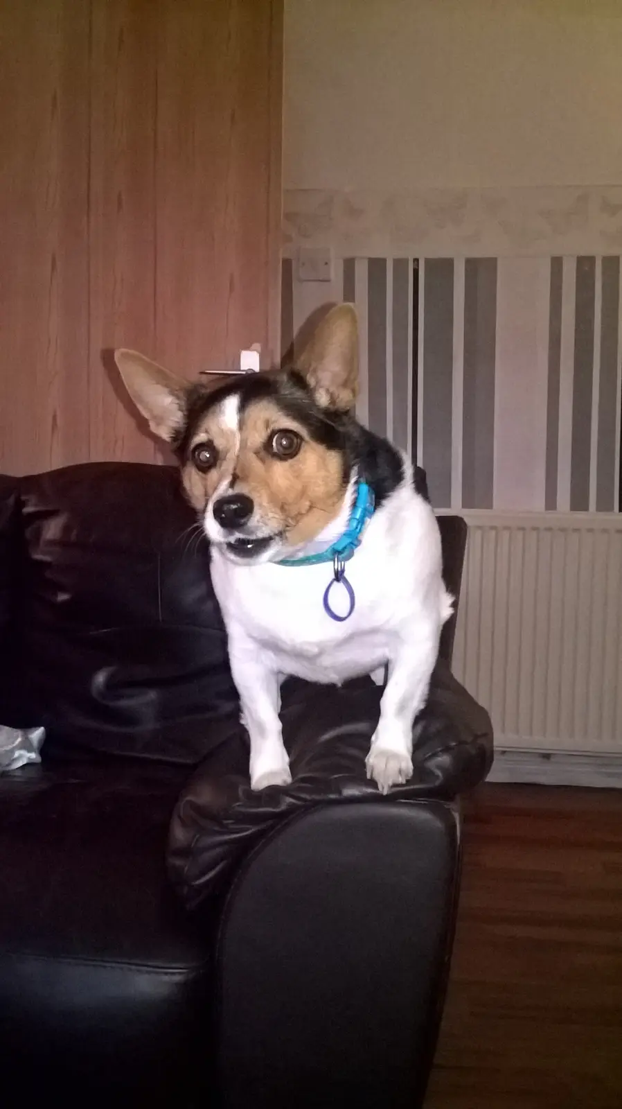 A small corgi-like dog with a blue collar sits upright on the armrest of a black leather couch, looking directly at the…