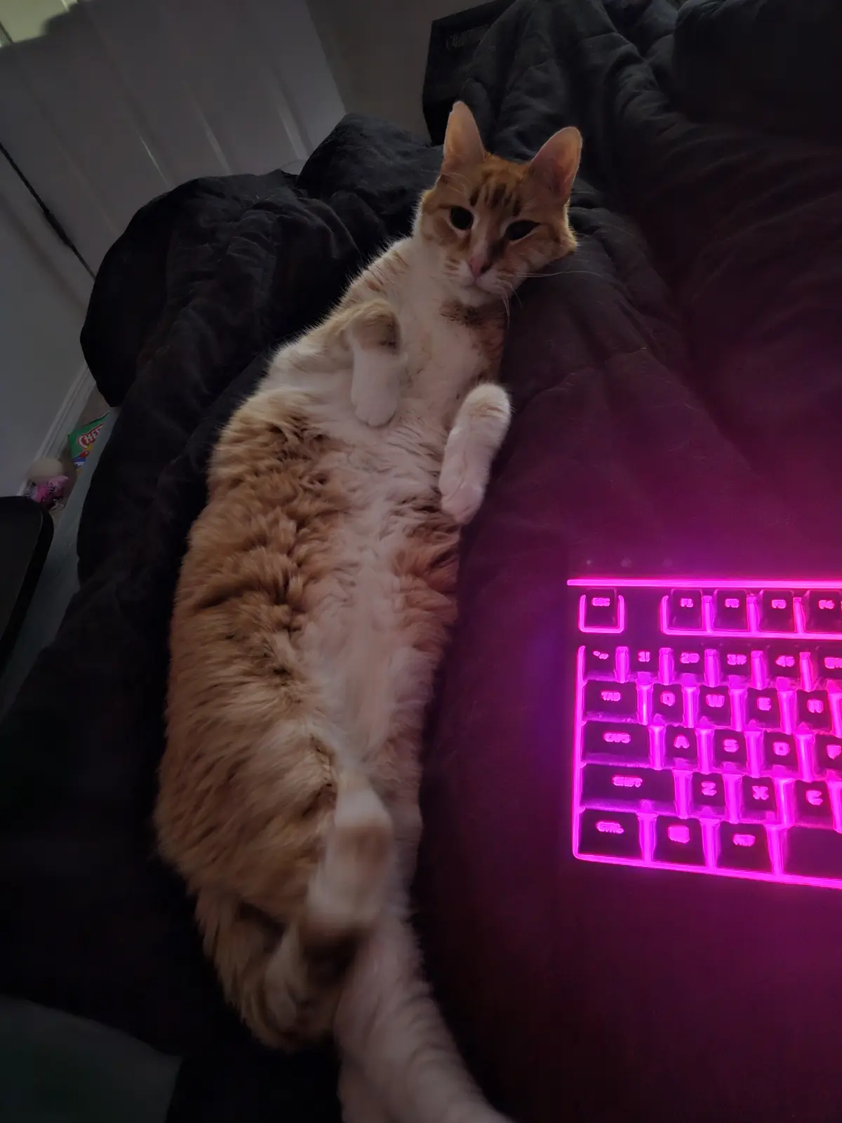 An orange and white cat lies on its back on a dark blanket, paws up, next to a glowing pink mechanical keyboard. The cat has…