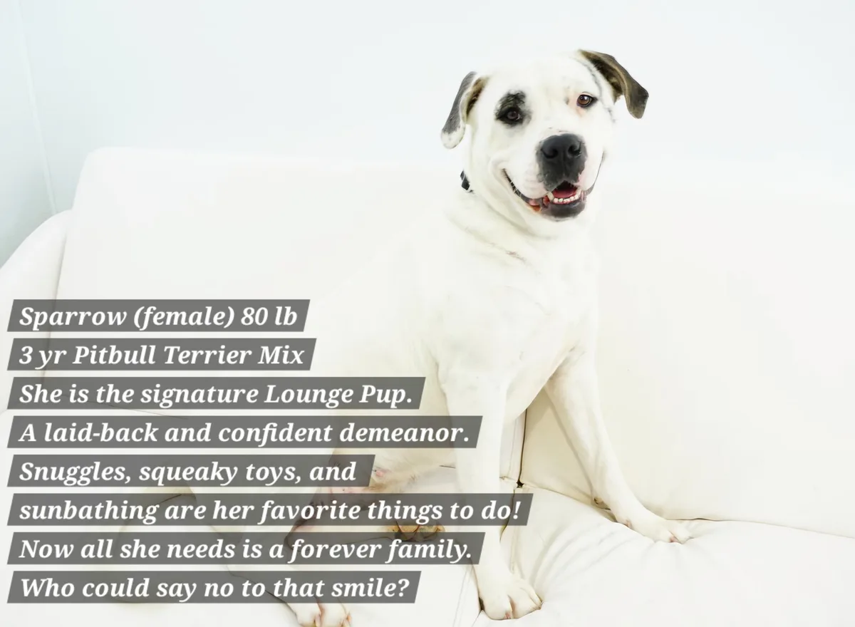 A white Pitbull Terrier mix named Sparrow, 80 lbs and 3 years old, sits confidently on a white couch with a wide, toothy…