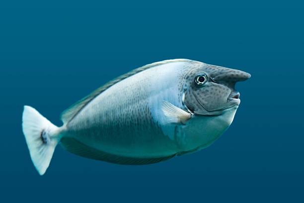 Squidward as a fish: A hilarious twist!
