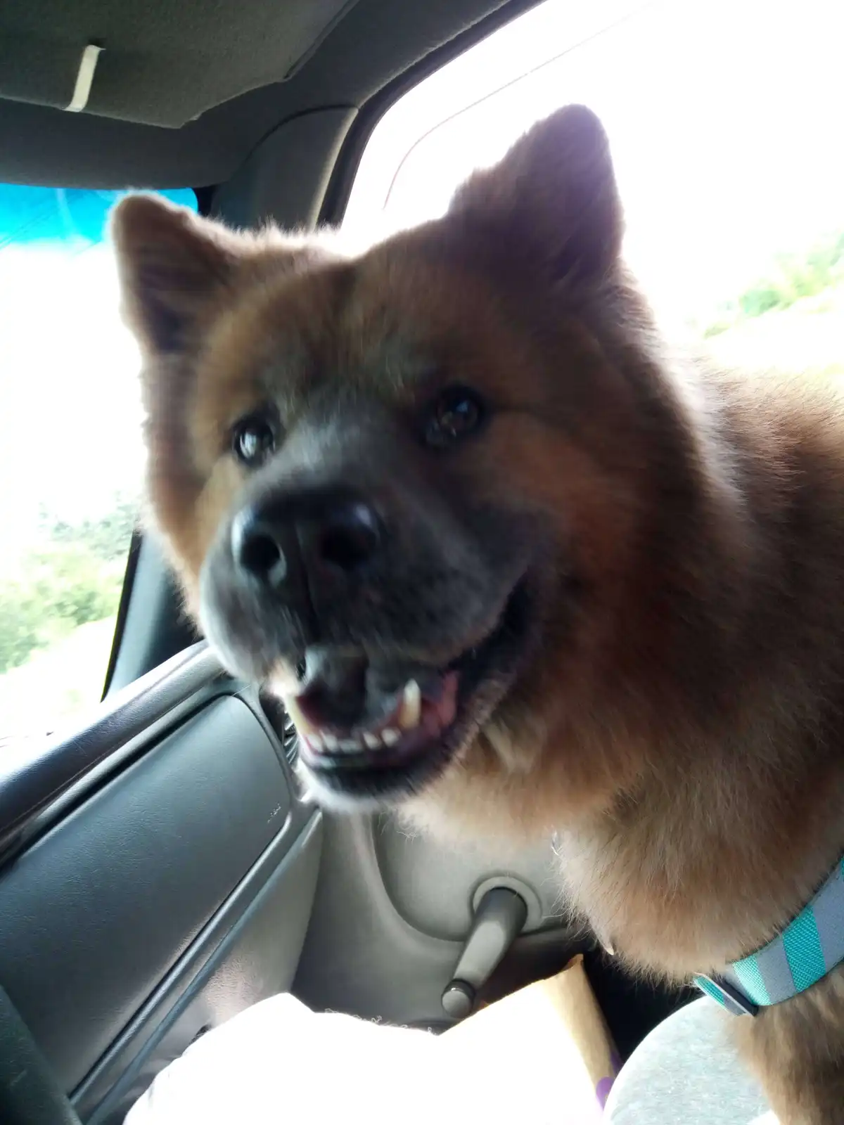 A fluffy brown dog with a wide, toothy grin sits in a car, looking directly at the camera with an expression that appears to…
