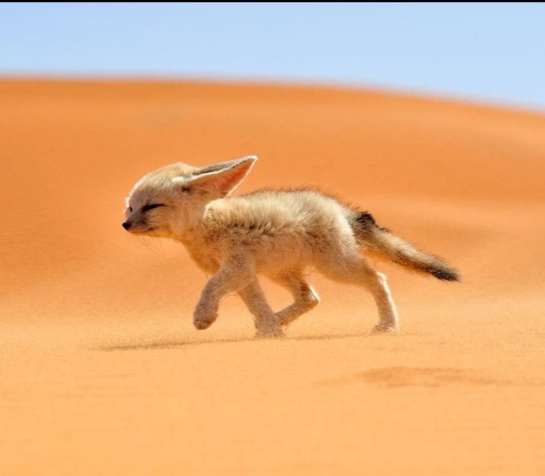 A small, light-brown fennec fox cub is captured mid-stride running across a vast orange sand dune under a clear blue sky…