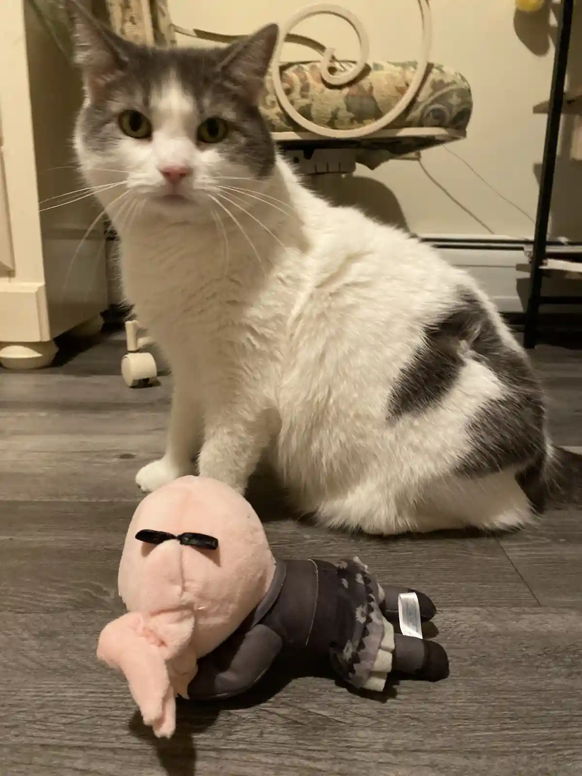 A gray and white cat sits on a wooden floor looking directly at the camera with a neutral expression, next to a plush toy…
