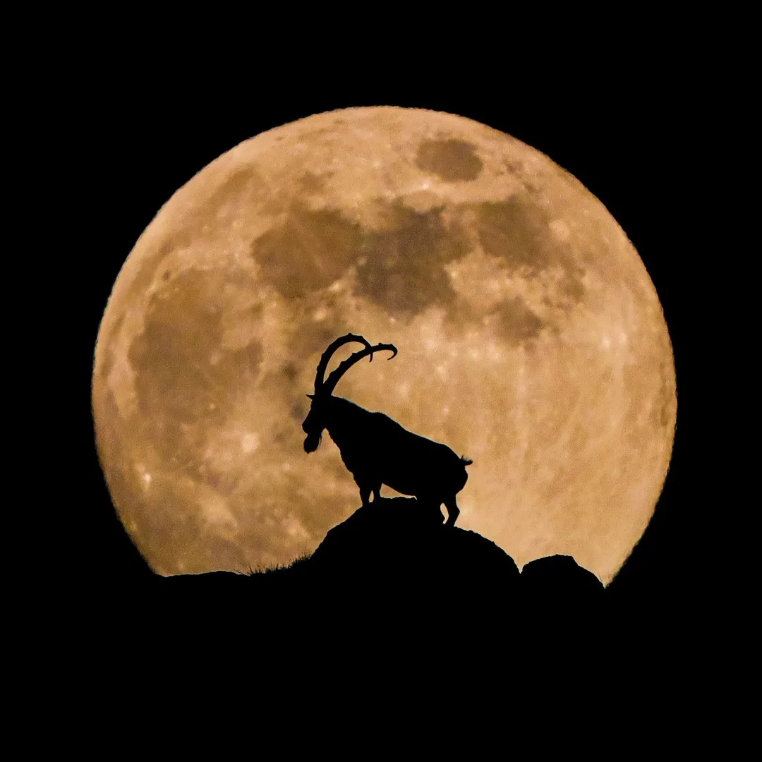 A silhouette of a goat with curved horns stands atop a rocky peak, framed by a large, detailed, orange-hued full moon…