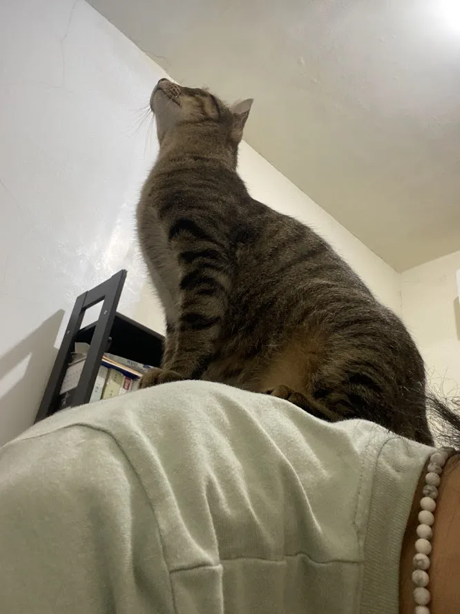 A tabby cat sits atop a person's shoulder, gazing upward at the ceiling with an intense, focused expression. The person…