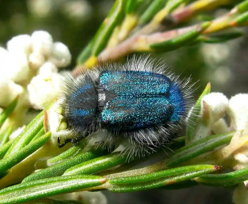 Meet the Dazzling Glittering Monkey Beetles (Anisonyx ditus)