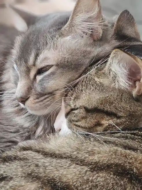 A close-up photo shows two tabby cats cuddling, one with its head resting on the other's shoulder. The cat in the foreground…