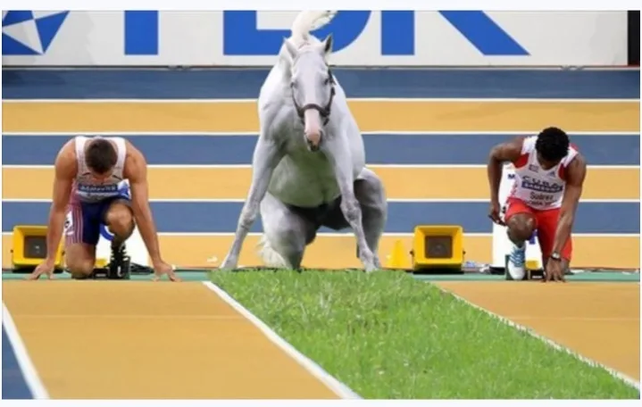 Two male sprinters in starting blocks on a track, flanking a white horse that is also in a starting position on the grass…