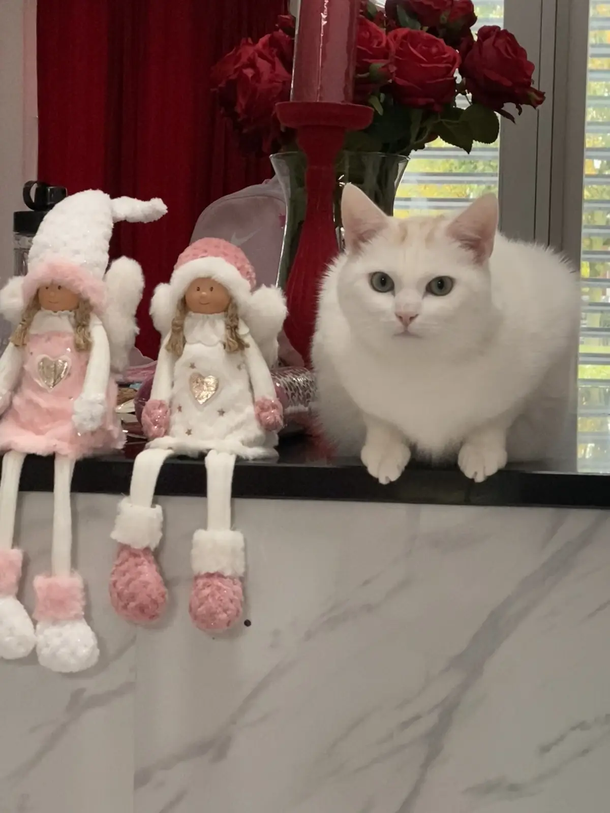 A fluffy white cat sits on a black countertop next to two pink and white angel figurines, looking directly at the camera…