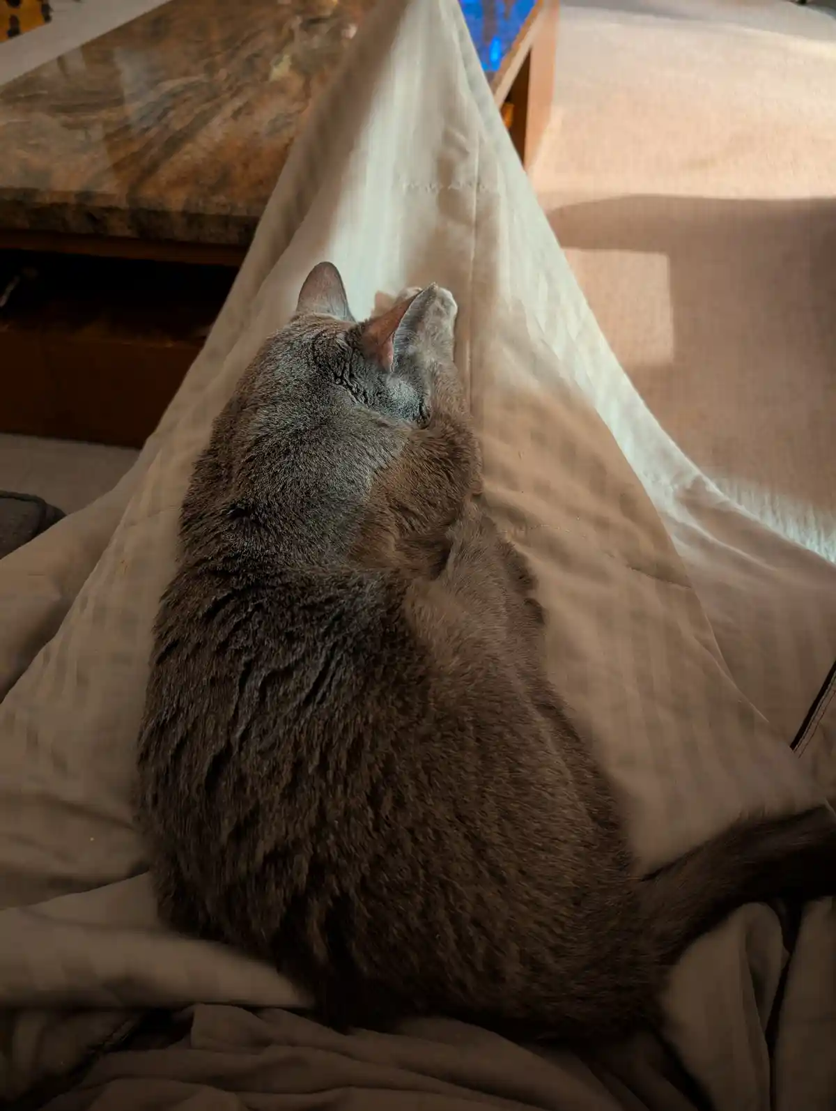 A gray cat is seen from behind, curled up and sleeping on a light-colored striped blanket or comforter. The cat's back and…
