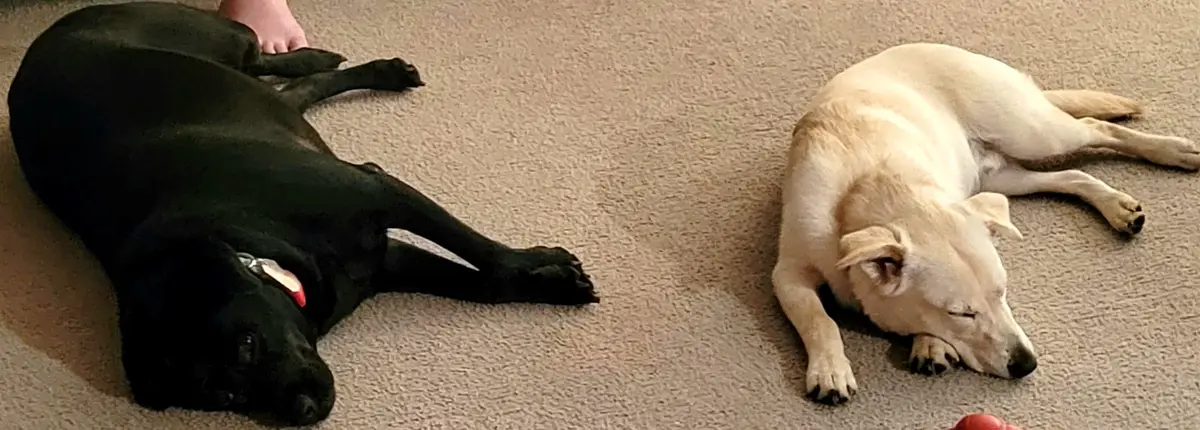 Two dogs lie on a beige carpet; a black dog on the left has a human foot resting on its back, while a light-colored dog on…