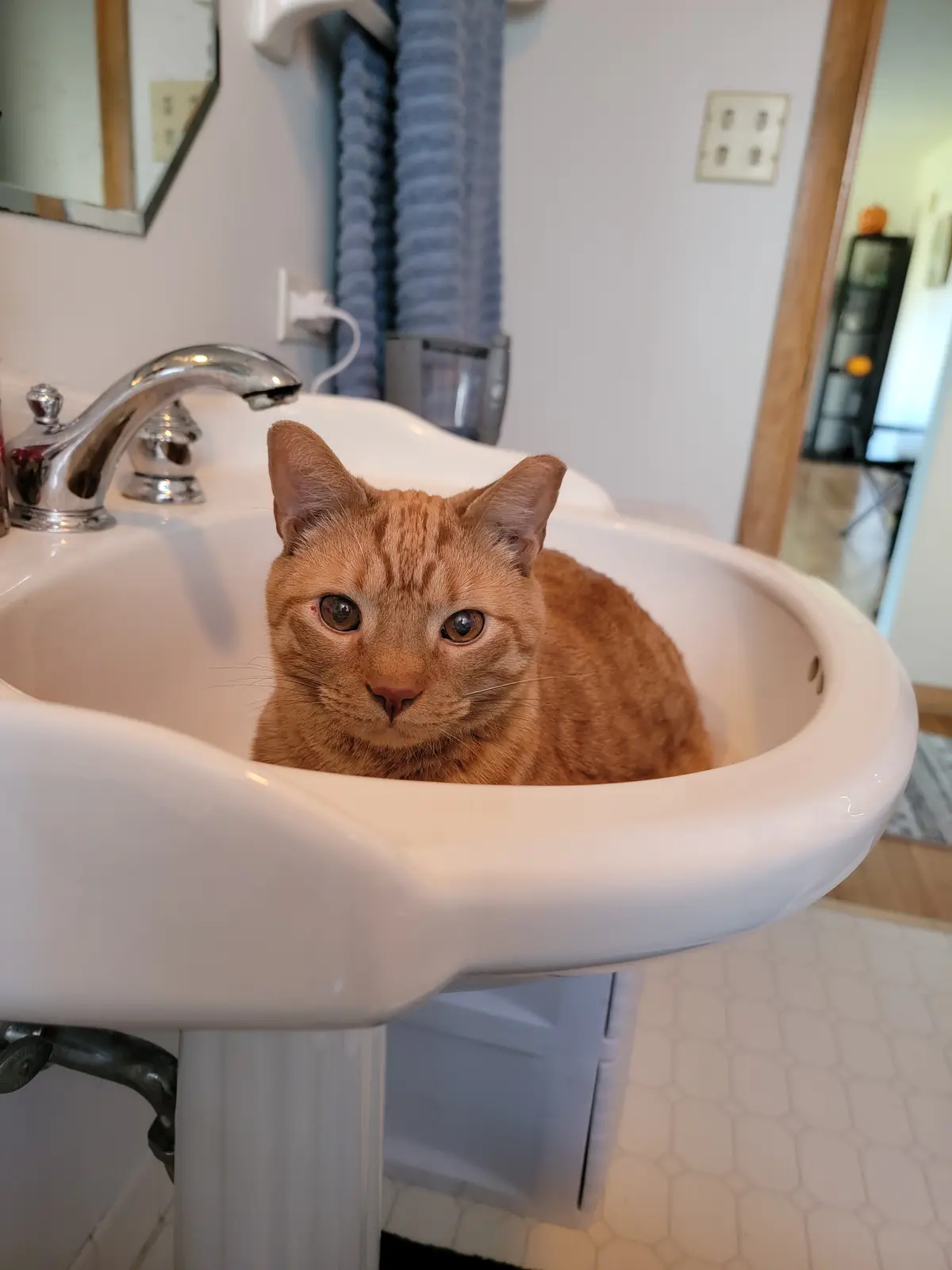 An orange tabby cat sits calmly inside a white bathroom sink, looking directly at the camera with wide, innocent eyes. The…