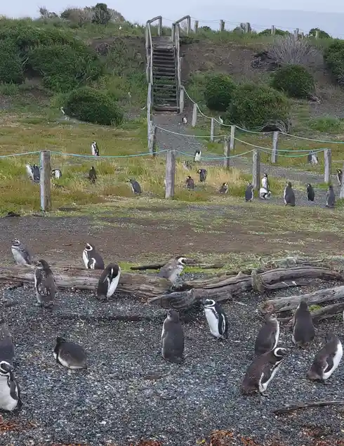 A wide shot of a penguin colony on a gravelly, grassy slope with a wooden staircase leading uphill; numerous penguins, both…
