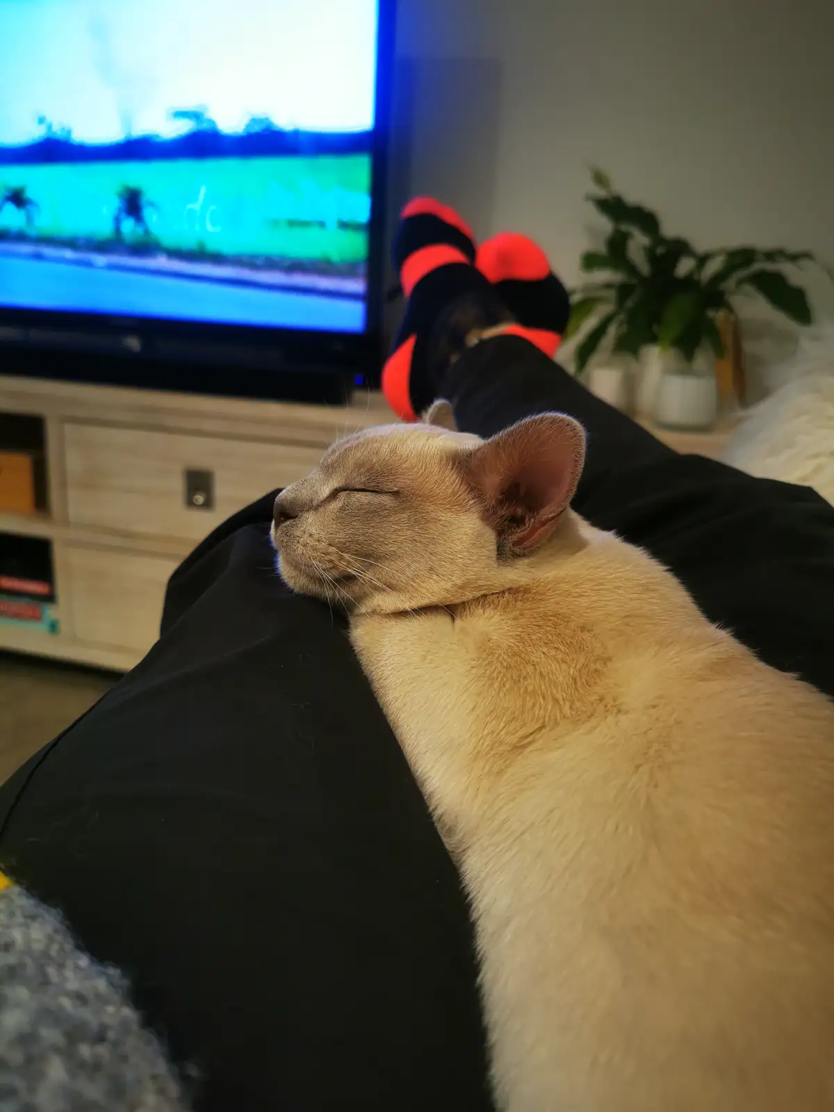 A light-colored cat is peacefully sleeping with its eyes closed on a person's lap, who is wearing black pants and…