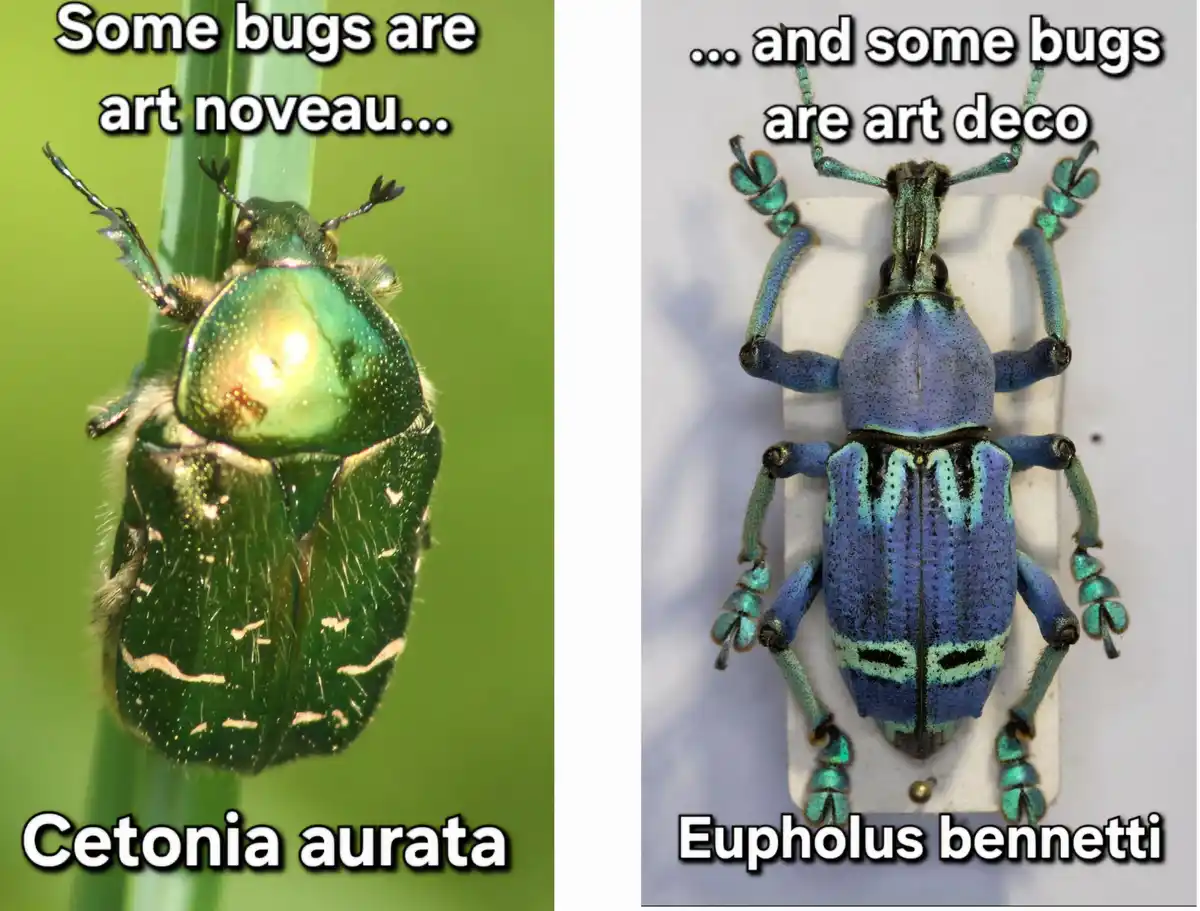 The image displays two side-by-side photos of insects. The left photo shows a green, iridescent beetle (Cetonia aurata)…
