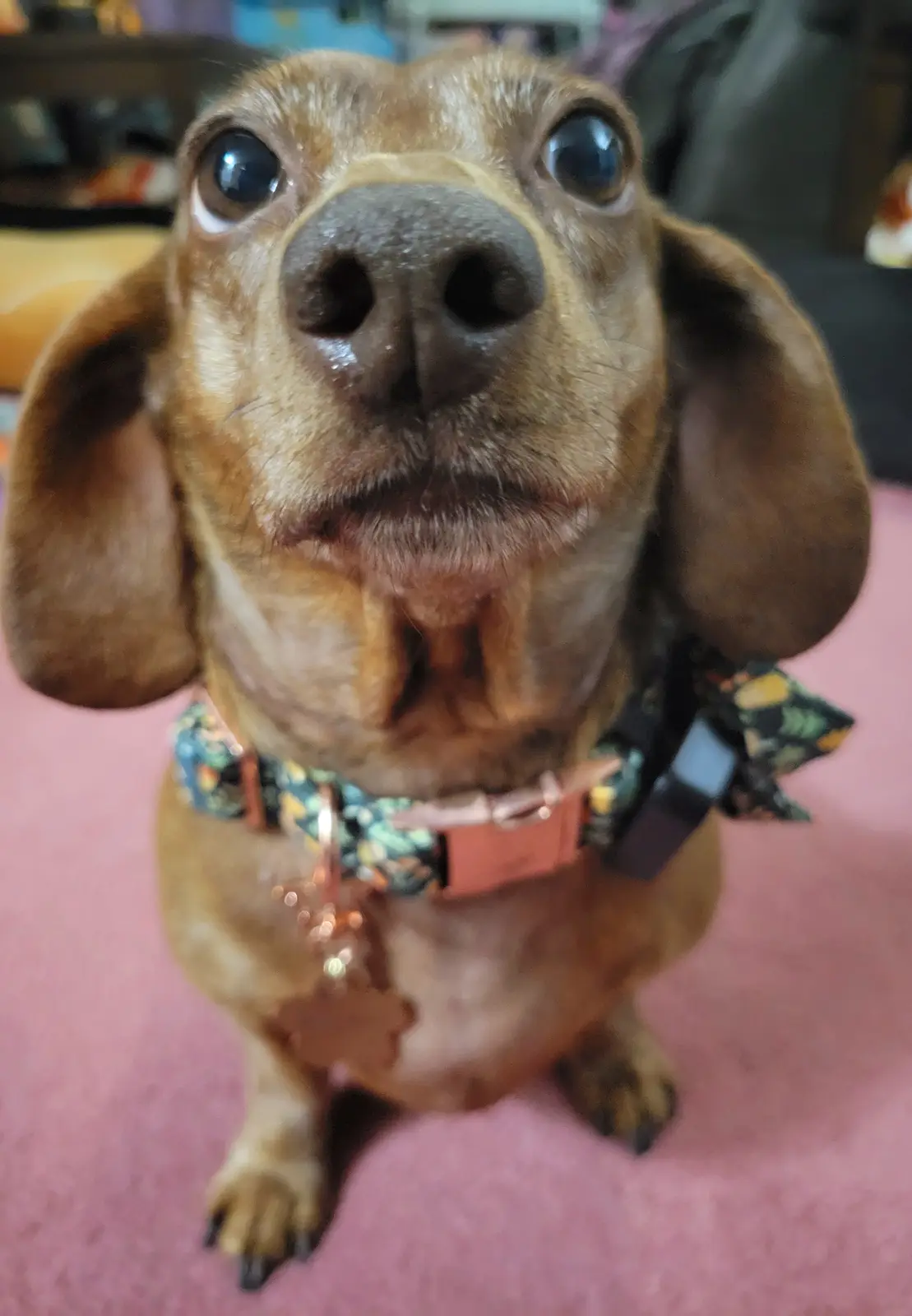 A close-up photo of a brown dachshund looking directly at the camera with wide, expressive eyes and floppy ears, sitting on…