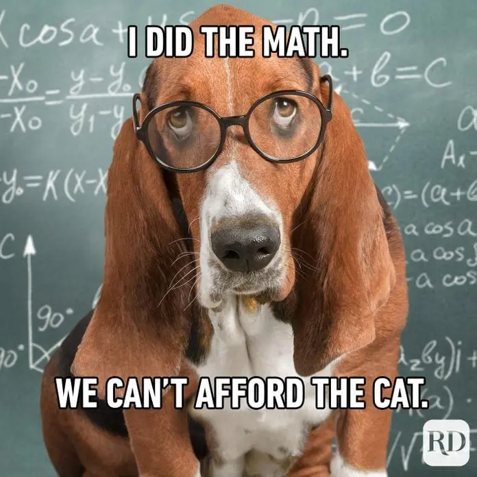 A basset hound wearing round black-rimmed glasses stares seriously at the camera, positioned in front of a chalkboard filled…
