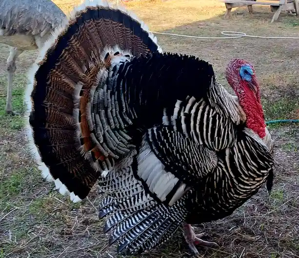 A male turkey with a fully fanned tail displaying intricate black, white, and brown feathers stands proudly in a grassy…