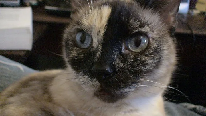 A close-up photo of a cat with a distinctive black-and-beige coat and large, wide eyes staring directly at the camera. The…