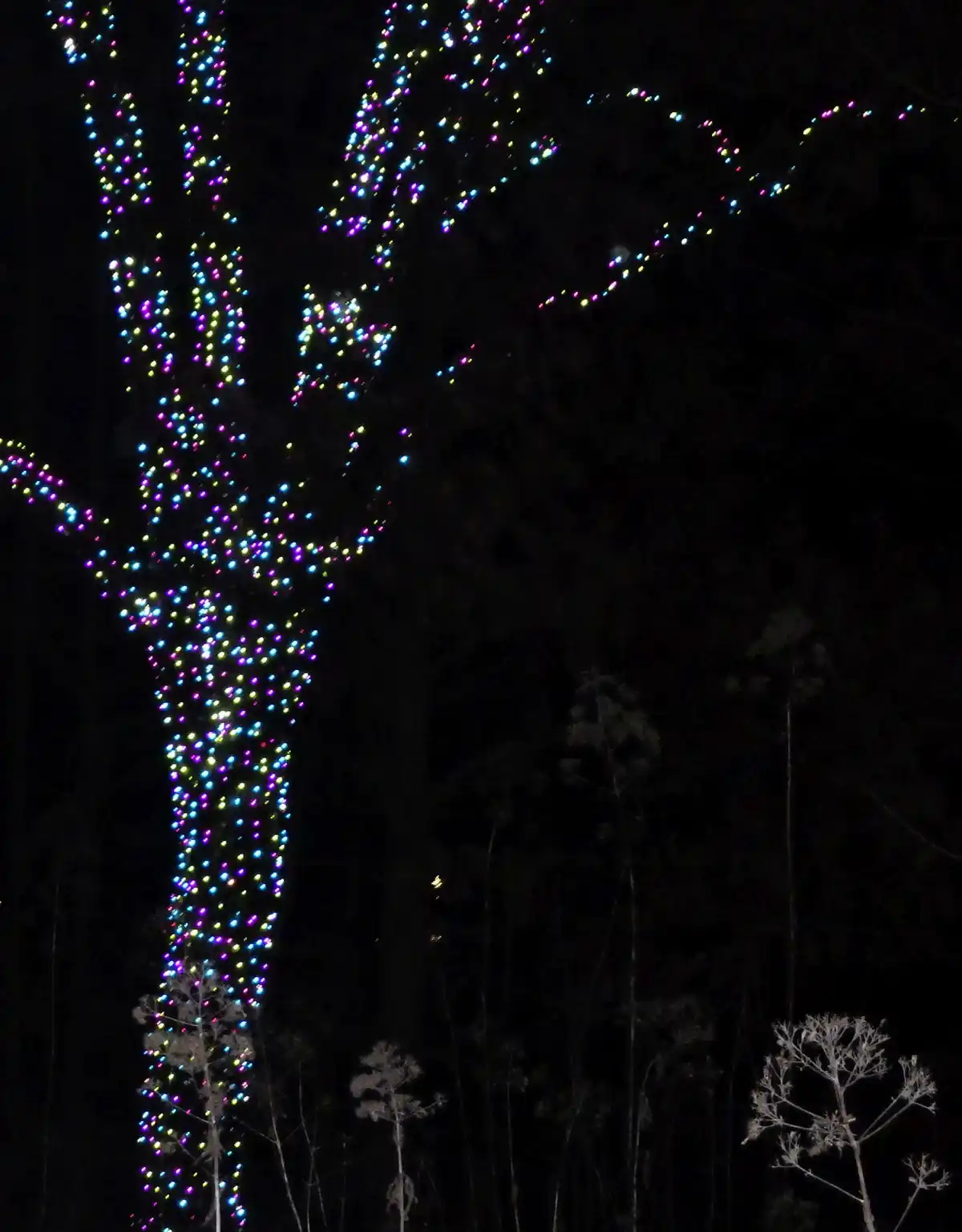 A tree at night is covered in multicolored string lights, making it look like a glowing, decorated tree. The overlaid text…
