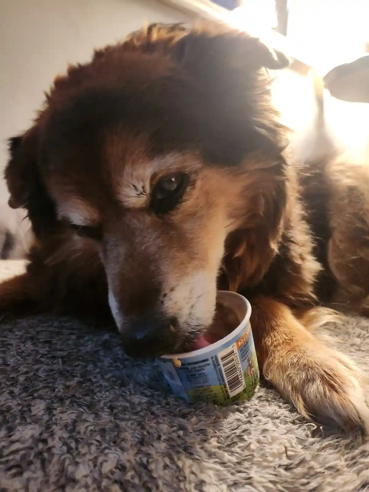 A brown and white dog with a sad, soulful expression is licking ice cream from a small cup while lying on a gray carpet. The…