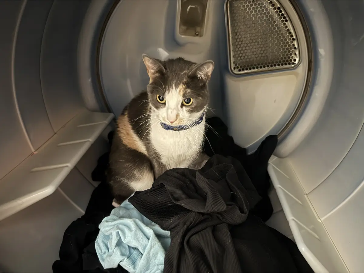 A calico cat with a blue collar sits calmly among dark and light clothing inside a front-loading dryer, looking directly at…