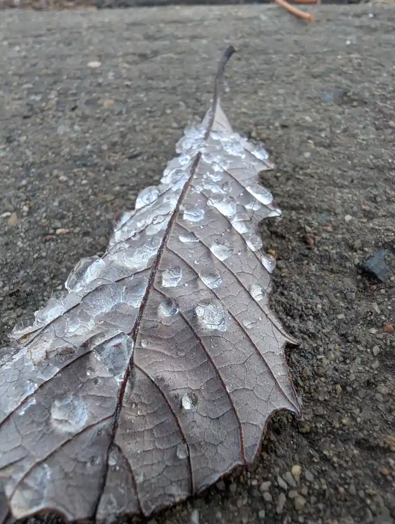 A close-up photo shows a dry, brown leaf lying on a rough concrete surface, covered in numerous small, clear ice crystals…