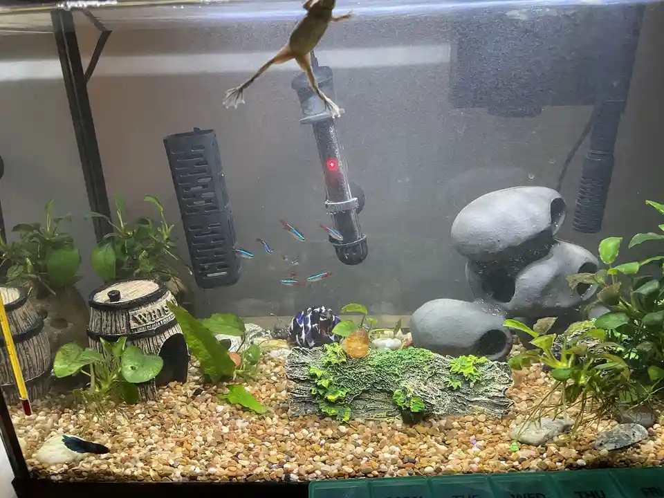 A frog is suspended mid-air inside an aquarium, clinging to a filter with its legs spread, while small fish swim nearby. The…