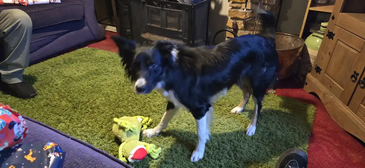 A black and white dog stands on a green rug in a living room, looking down at a green rope toy with a red Santa hat. The…