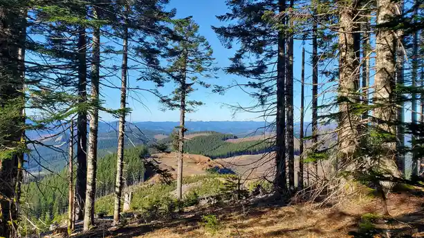 A scenic forest view framed by tall evergreen trees, showing a distant mountain range under a clear blue sky. In the…