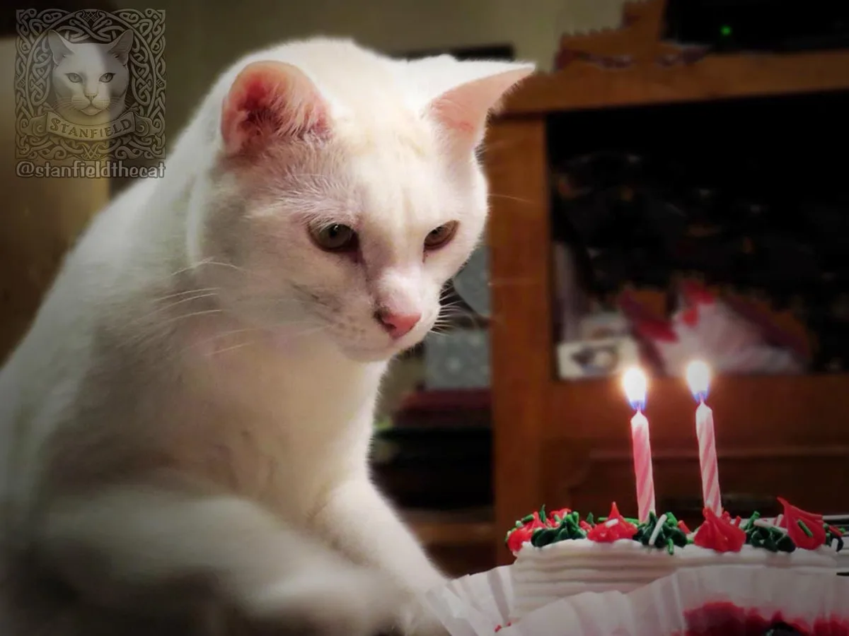 A white cat named Stanfield sits solemnly beside a birthday cake with two lit candles, looking unimpressed. The image has a…