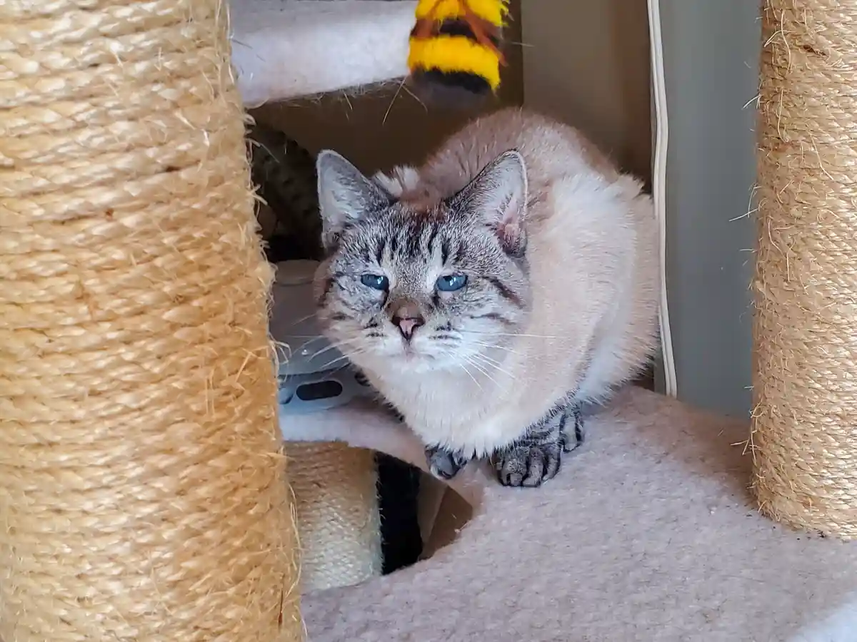 A gray tabby cat with blue eyes sits crouched on a beige carpeted level of a sisal rope cat tree, looking directly at the…