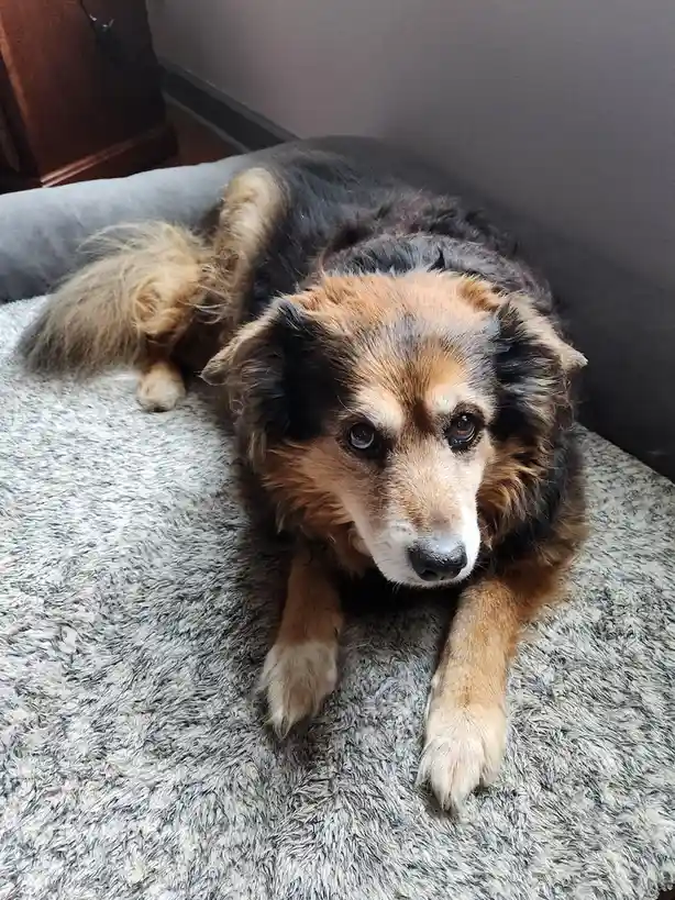 A fluffy, tri-color dog with brown, black, and white fur lies on a gray, textured dog bed, looking directly at the camera…
