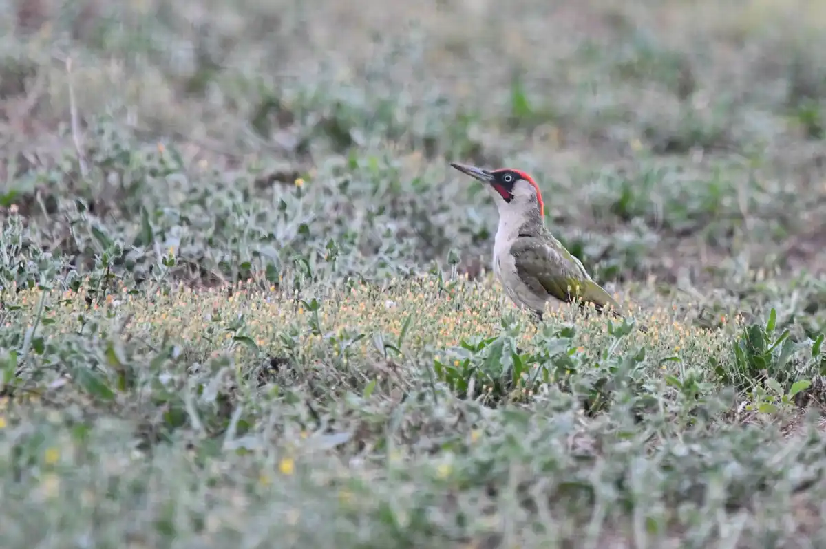 A green woodpecker with a red crown stands in a field of green grass and small yellow flowers, looking alert. The overlaid…