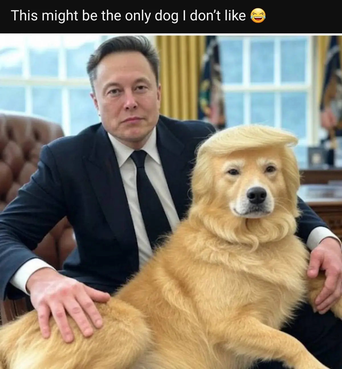 A man in a dark suit sits in an office chair with a golden retriever. The dog has a digitally added blonde comb-over…