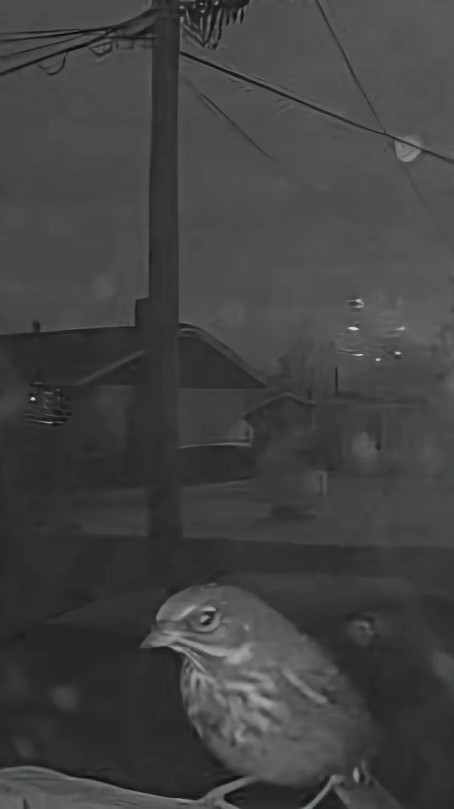 A grainy, black-and-white night-vision image shows a small bird perched in the foreground, looking directly at the camera…